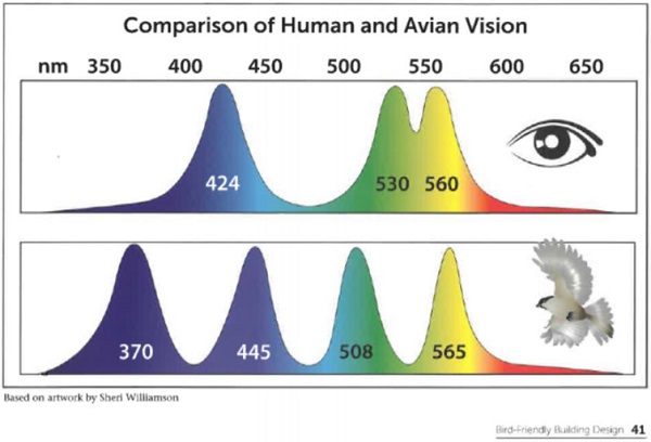 Figure 8. Human Vision versus Avian Vision, as seen in “Bird-Friendly Building Design,” published by the American Bird Conservancy