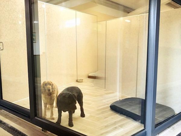 Vip dog hot sale kennels