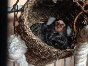 Pilkington Helps Build New Home for Rescued Monkeys