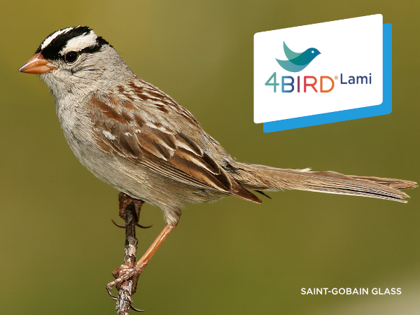 New 4BIRD®Lami